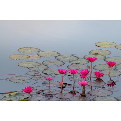 Bright Pink Lotus Blooming In A Pond - Wrapped Canvas Print