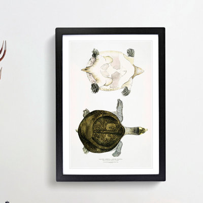 Hurum Trionyx Turtle by John Edward Gray - Framed Print