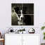 Chiot Border Collie-220969435