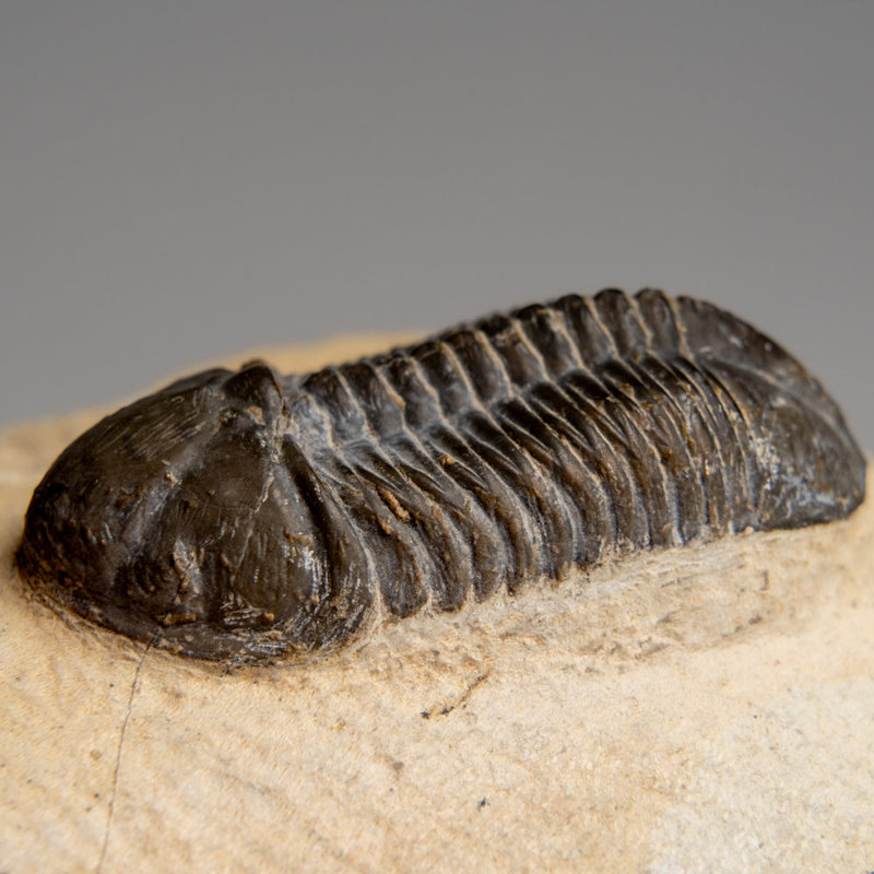 Genuine Asaphus Lepidurus Trilobite In Matrix From Morocco (221.4 Grams)