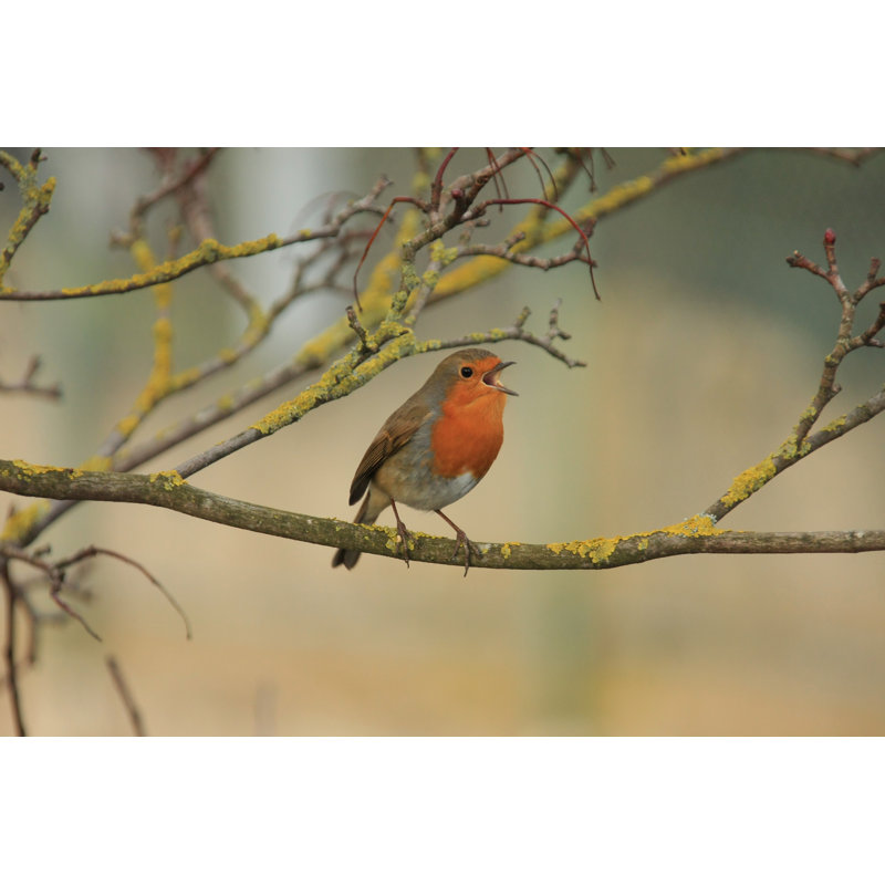 Robin par Scott-Cartwright, H 24 po x l 36 po