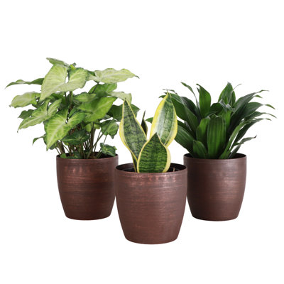 Live Low Light Houseplant Set