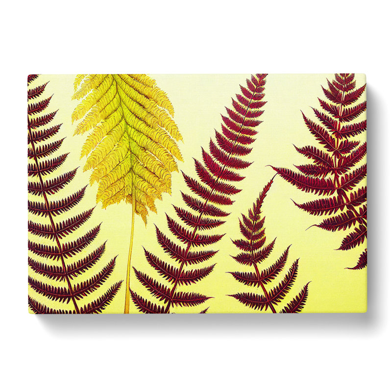 Fern Leaves - Wrapped Canvas, 50cm H x 76cm W x 3cm D