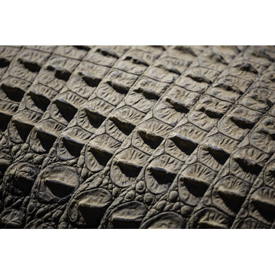 Crocodile Skin by Adam Smigielski