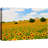 Sunflower " Rustic Countryside Sunflowers "-99543340