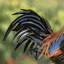 Statue de coq Azeema