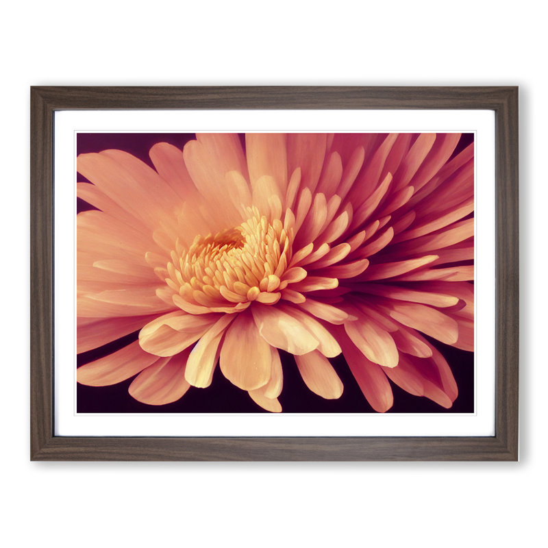 Gorgeous Chrysanthemum Flower 1 Piece Single Picture Frame Wall Art, 34cm H x 46cm W x 2cm D, Walnut Framed