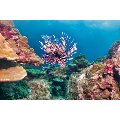 Underwater Lionfish by Placebo365 - No Frame Art Prints on Canvas