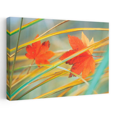 Two Fall Orange Fall Leaves Amid Yellow Reeds With Out Of Focus Green Background Abstract Contemporary Maple Autumn Nature Art