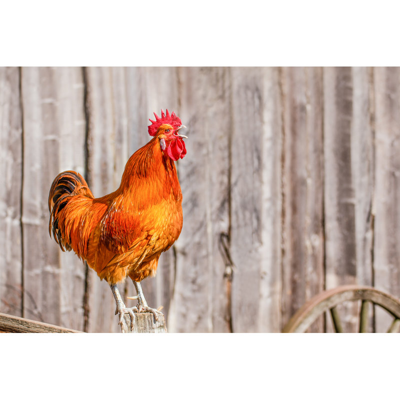 Singing Red Rooster - Wrapped Canvas Print, 30cm H x 46cm W x 3.8cm D