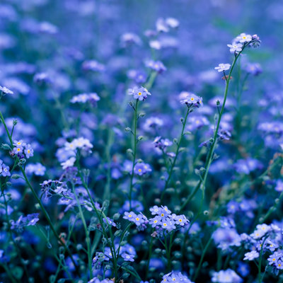 Purple flowers 1 Piece Wrapped Canvas Wall Art