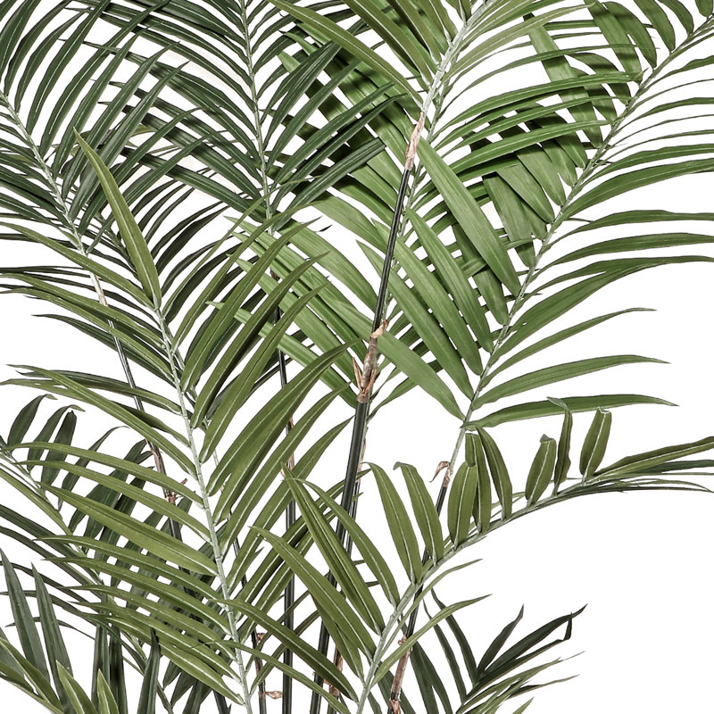 Arbre en pot 10 po KENTIA