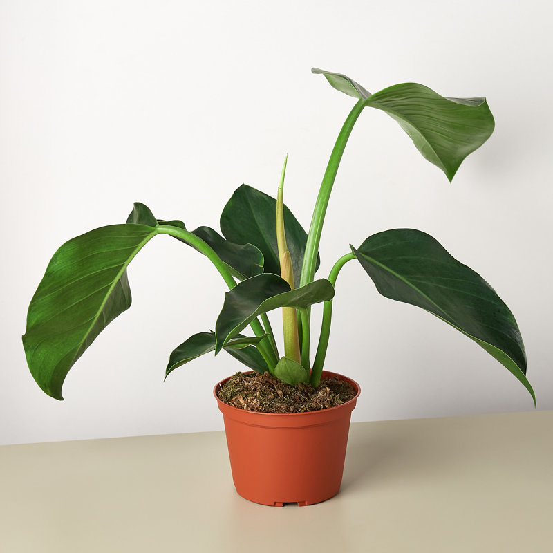 House Plant Shop Live Philodendron Plant Low Maintenance Plant Rattan