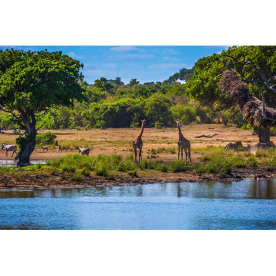 Desern Two Giraffes - Wrapped Canvas Print