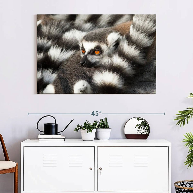 Crowle Ring-Tailed Lemur, 26" H x 39" W