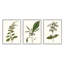 «Minimal Blue Botanical Study over Neutral Beige» par Curtis - ensemble de 3 impressions-52744516-52744517