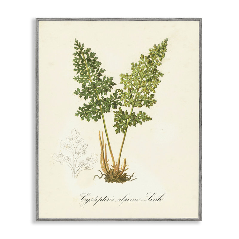  Étude de giclée biologique par Tina Higgins Designs, Inc., H 30 po x l 24 po, Estampe numérique Farmhouse