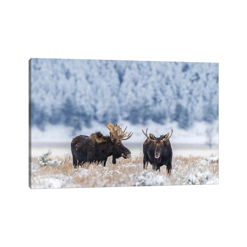 USA, Wyoming, Grand Teton National Park. Bull Moose In Winter by Jaynes Gallery - Wrapped Canvas Print