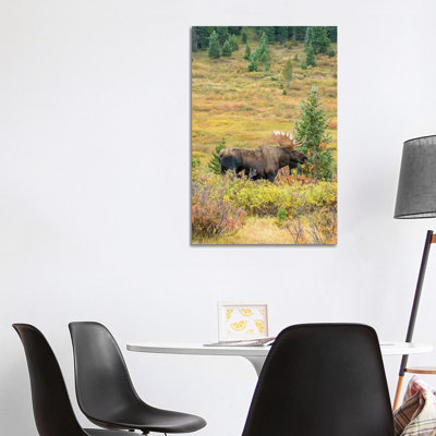 USA, Colorado, Cameron Pass. Bull Moose With Antlers. by Jaynes Gallery - Wrapped Canvas Gallery-Wrapped Canvas Giclée