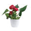 Anthurium in Ceramic Planter