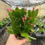 6" Live Cactus Plant in Pot