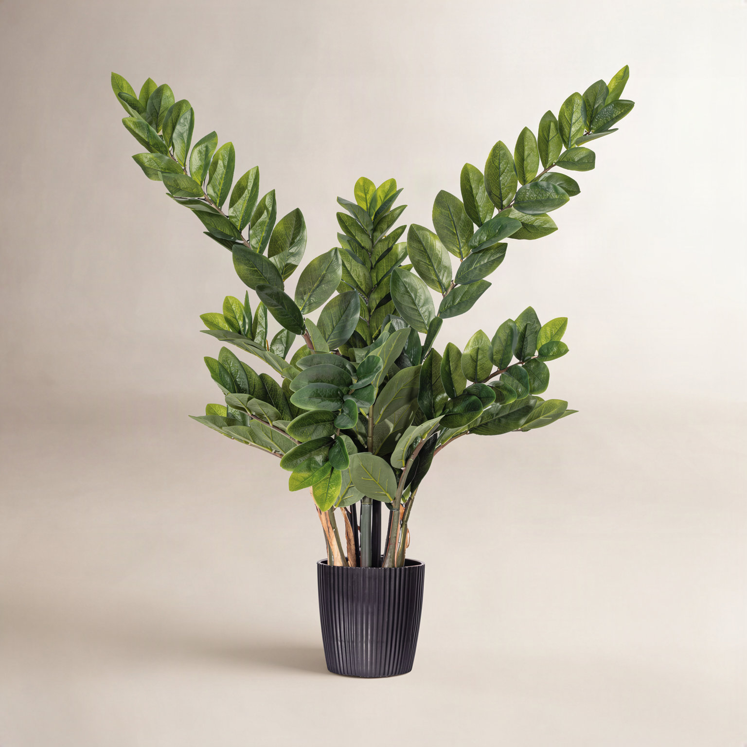 Zen ZZ Plant in Pot, 36" H x 20" W x 20" D