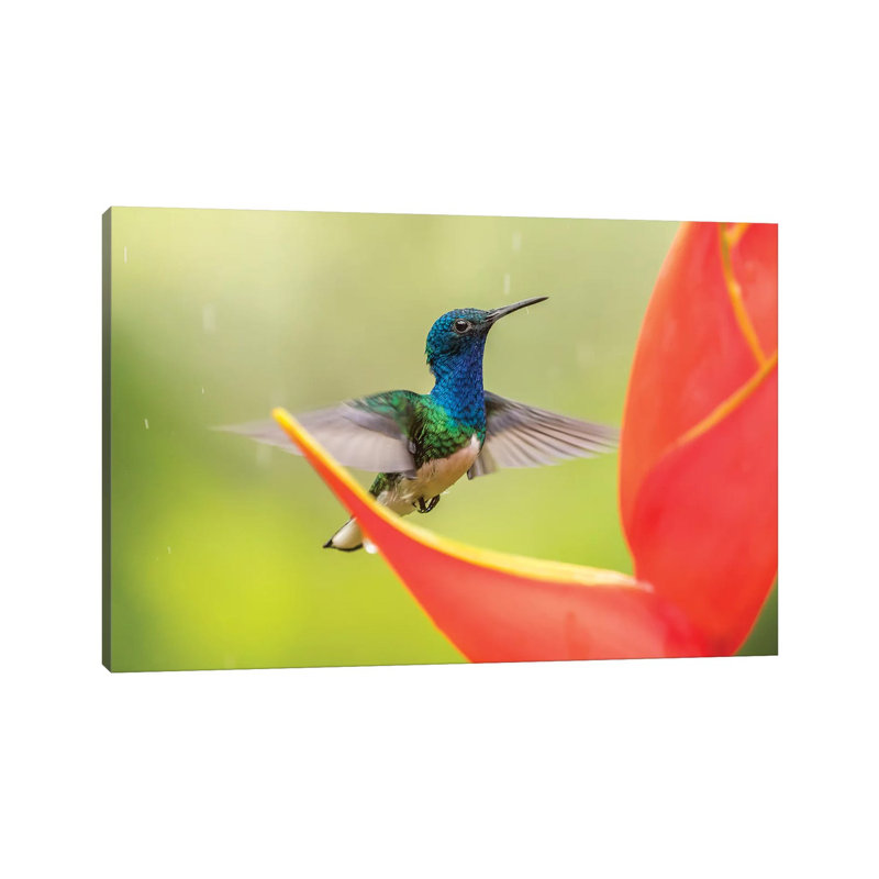 Costa Rica, Sarapique River Valley by Jaynes Gallery - Wrapped Canvas Gallery-Wrapped Canvas Giclée, 20.32 cm H x 30.48 cm W