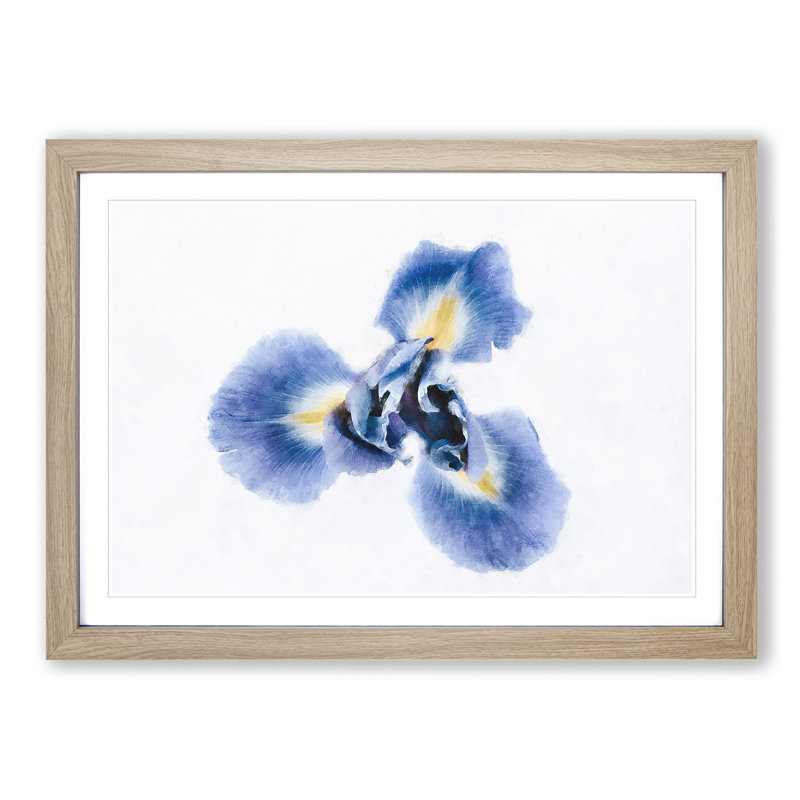 An Iris Flower In Blue - Picture Frame Painting Print, 45cm H x 63cm W x 2cm D, Oak
