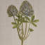Illustration d'art botanique, ensemble mural