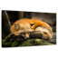 Renard jaune endormi-305207779