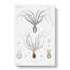 Octopus Illustration by A.A. Gould - Wrapped Canvas-55307798