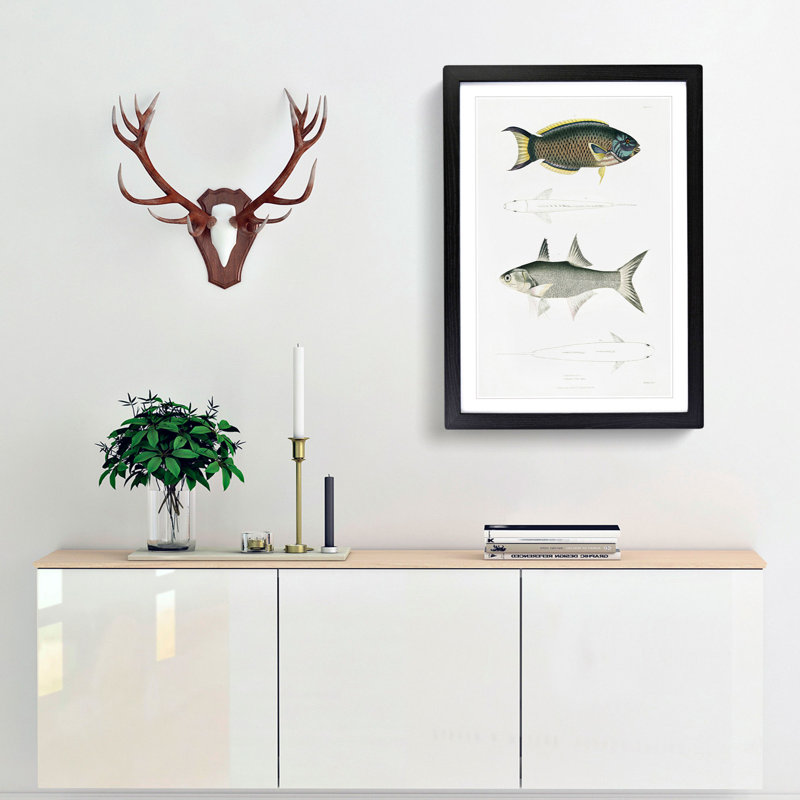 Illustrations of Fish by John Edward Gray - Picture Frame Graphic Art Print, 36cm H x 27cm W x 2cm D, Black Framed
