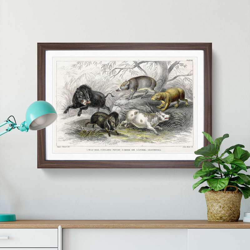 Wild Pig Illustration by Oliver Goldsmith - Framed Print, 27cm H x 36cm W x 2cm D, Walnut Framed