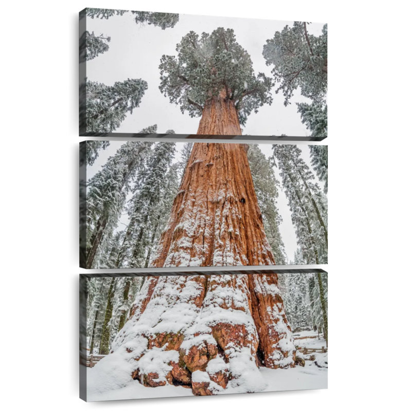 Harnek Wintry Sequoia Tree, 45" H x 28" W