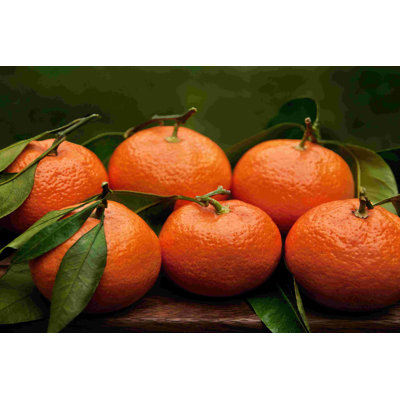 Mandarine Satsuma II 2855255