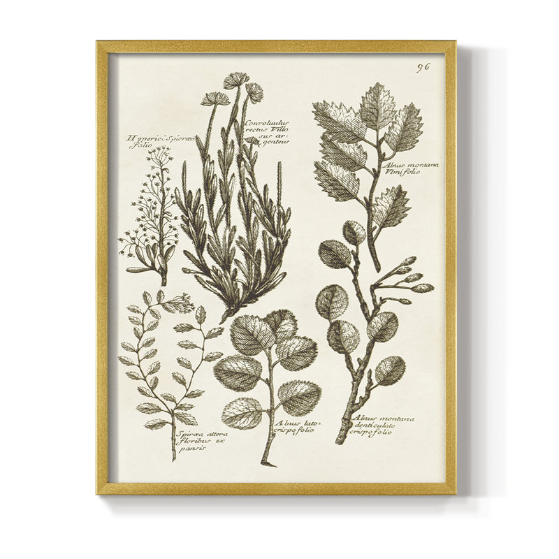 «Sepia Botanical Journal», reproduction encadrée en bois massif, H 21 po x l 17 po, Doré