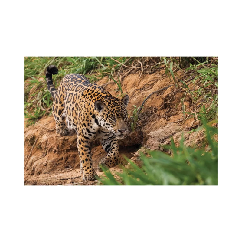 Jaguar Stalking 1 Piece Wrapped Canvas Wall Art, 101.6 cm H x 66.04 cm W x 1.91 cm D