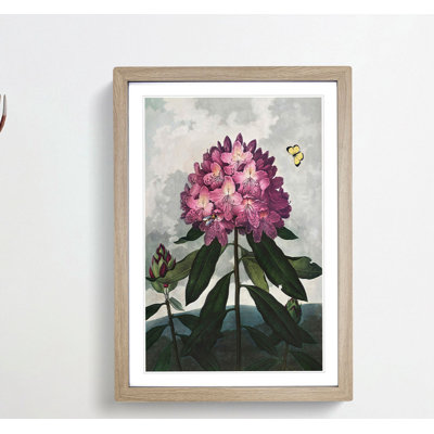 Rhododendron Flowers by R.J. Thornton - Picture Frame Painting Print