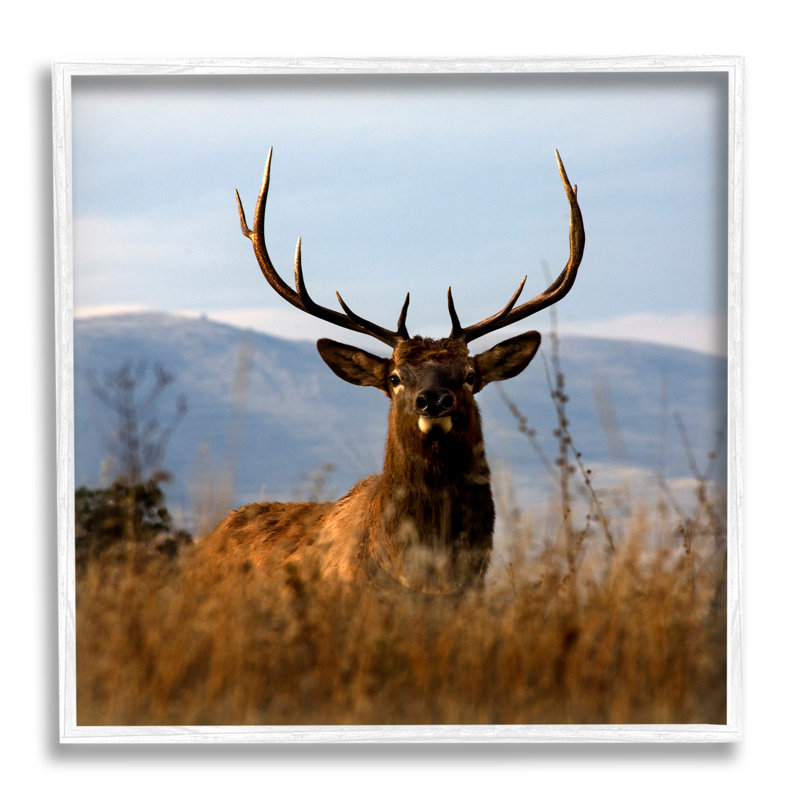 «Buck in Tall Grass Landscape» par Danita Delimont - photographie sur bois, Giclée encadrée noir minuit