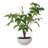 Zoelle Tree