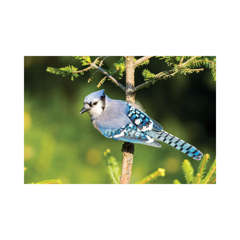Blue Jay (Cyanocitta Cristata) In Spruce Tree. Marion County, Illinois. by Richard & Susan Day - Wrapped Canvas Gallery-Wrapped Canvas Giclée
