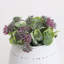 Plante grasse artificielle 5,25 po en pot