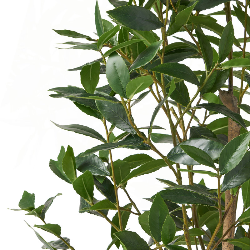 ARBRE DE LAURIER ARTIFIQUE 150CM 150CM, H 64 po x l 24 po x P 29 po