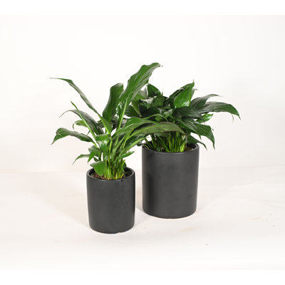 Upshining Live Flowering Plant in Ceramic Pot