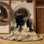  Tapis lavable American Bison-1655460701