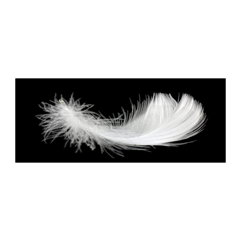 Feather - No Frame Print on Canvas