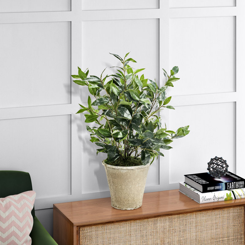 Bay Leaves in White Terra Cotta Planter
