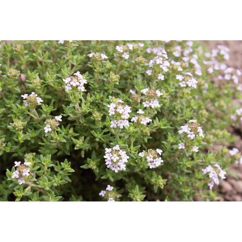 Médicinal et plante aromatique (thym), H 8 po x l 12 po