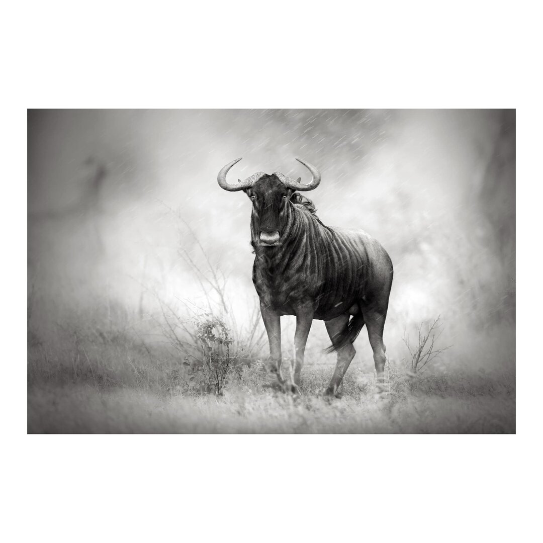 Strukturierte Fototapete Staring Wildebeest 2,55 m x 384 cm