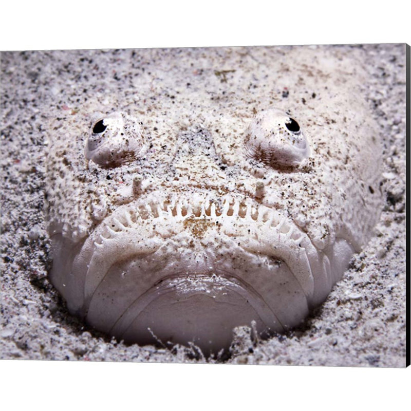 " Stargazer Fish "